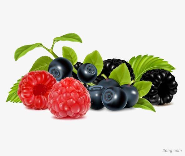蓝莓覆盆子水果矢量图